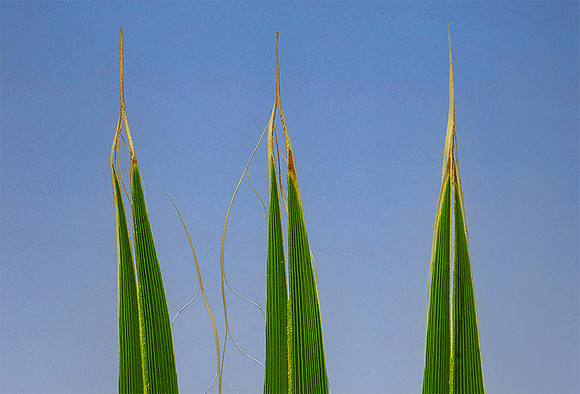 Palm Fronds 82
