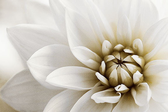 Dahlia