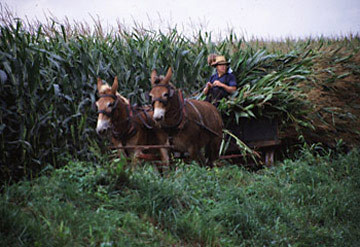 Harvest