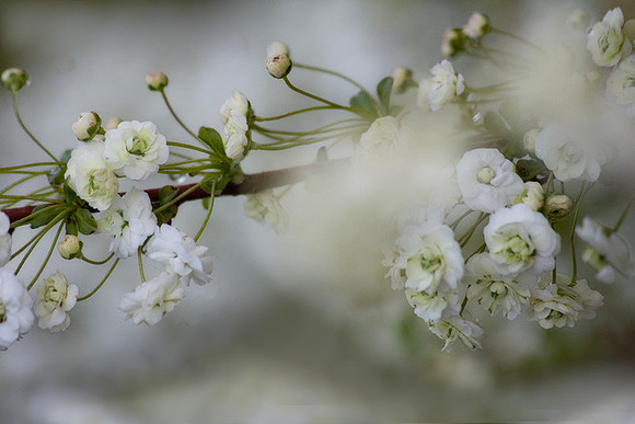 Spring Blossoms
