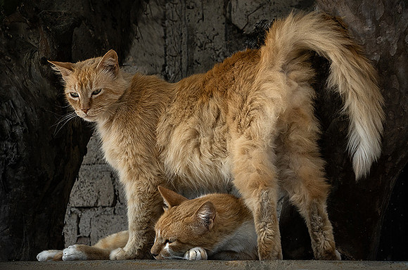 Street Cats 7