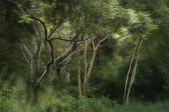 Forgotten Forest