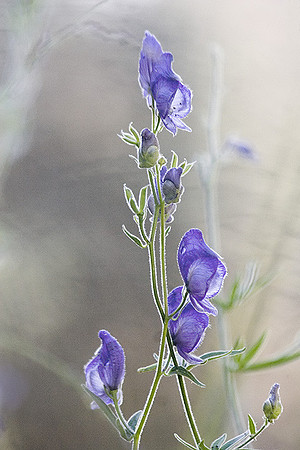 Mt. Ashland Wildflowers
