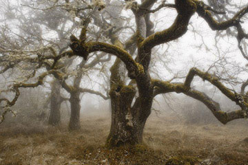 Mossy Oak