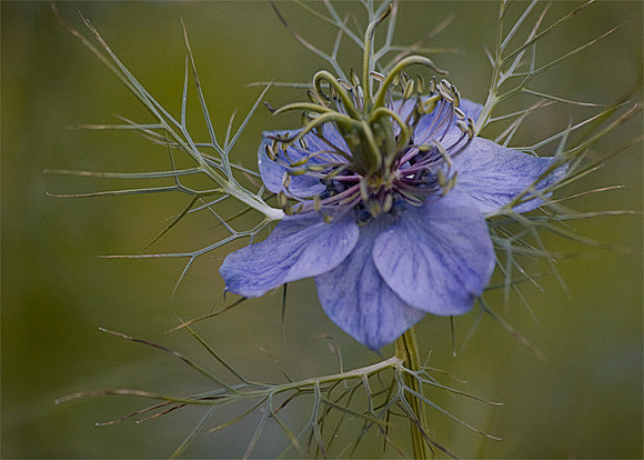 Love in a Mist