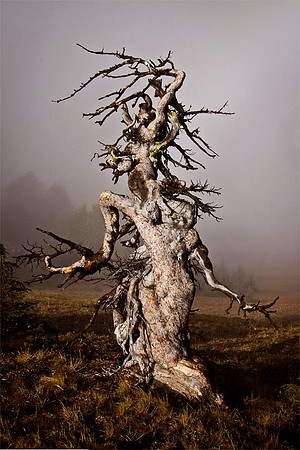 Gnarled Goddess