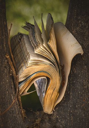 Treed Opus
