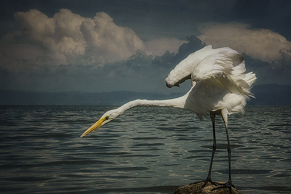 Great Egret 98
