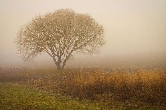 Lone Tree