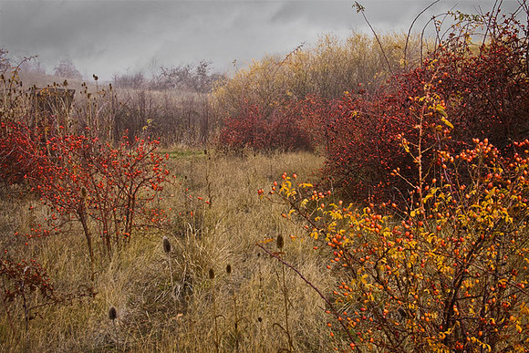 Rosehips and Teasel