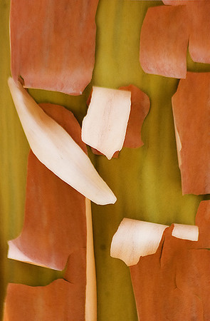 Madrone Bark
