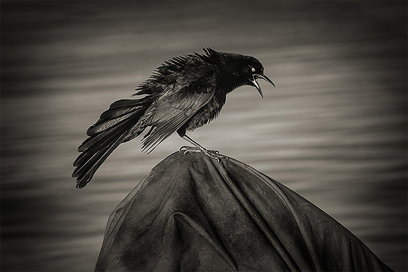 Great-tailed Grackle