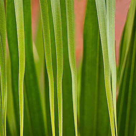 Palm Fronds 66