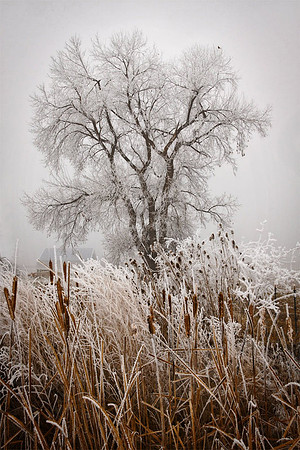 Frosted Tree #4