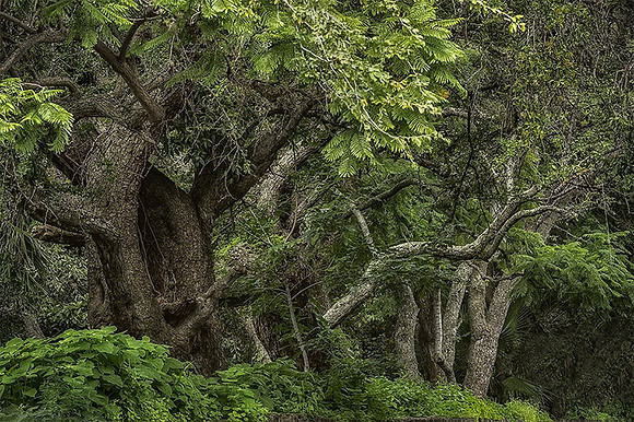 Forest Wisdom