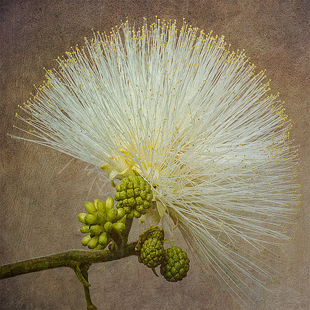 Powder Puff Tree Flower