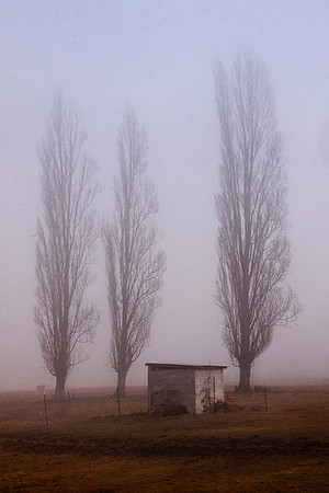 Poplar Morning