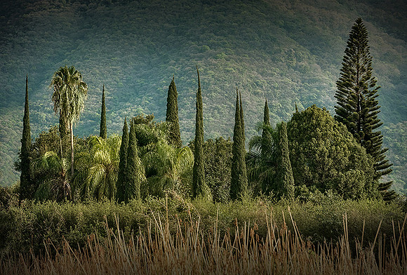 Jalisco Landscape
