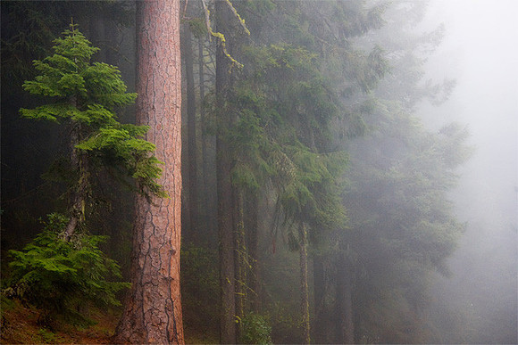 Tolman Forest