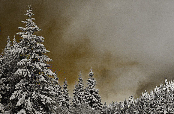 Mt. Ashland Trees
