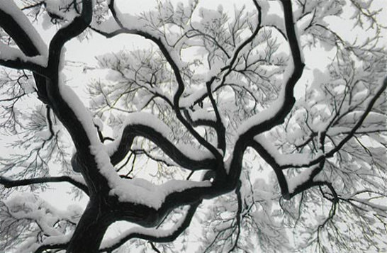 Majestic Maple