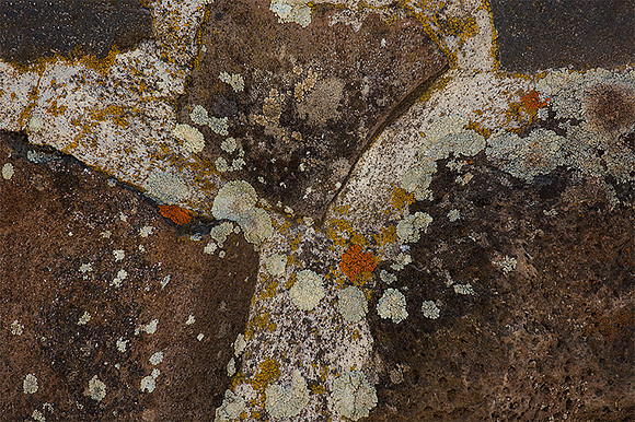 Lichen Realm