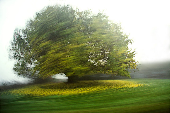 Swirling Tree