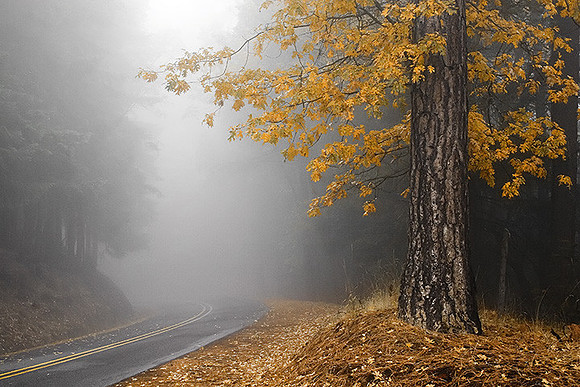 Leaves in Fog