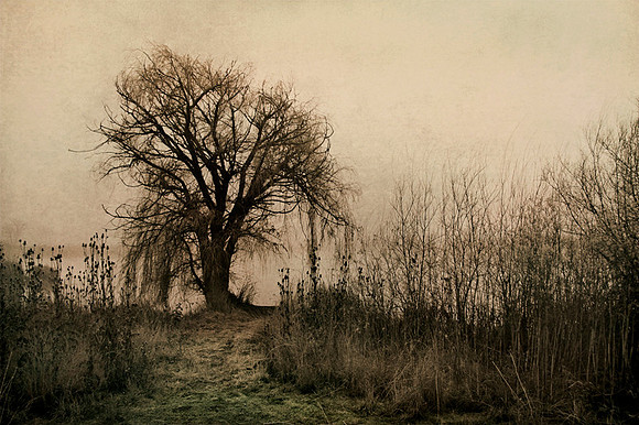 Tree by Pond