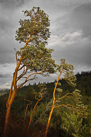Pacific Madrones