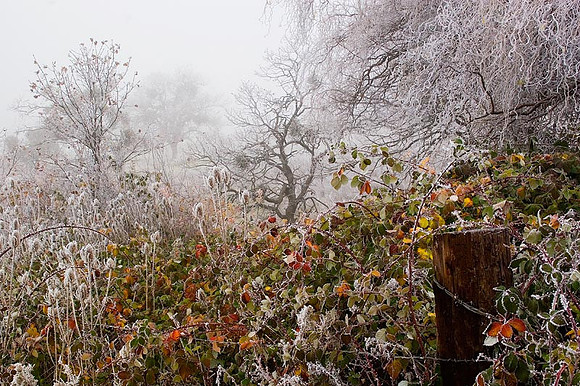 Frosted Landscape