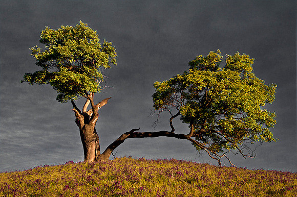 Split Oaks