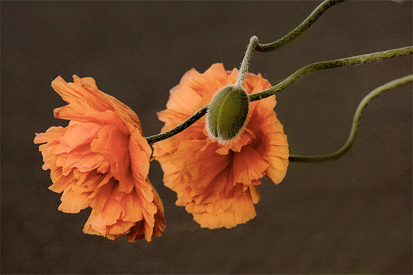 Orange Poppies