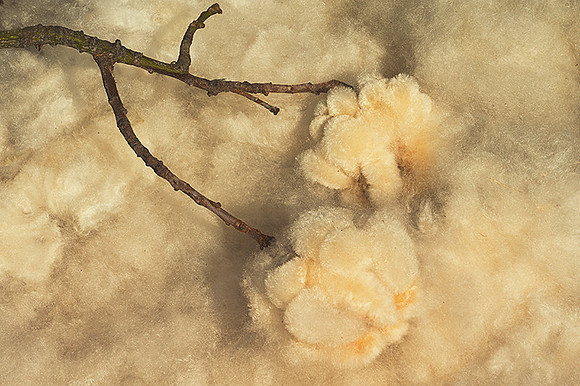 Silk Floss Remains
