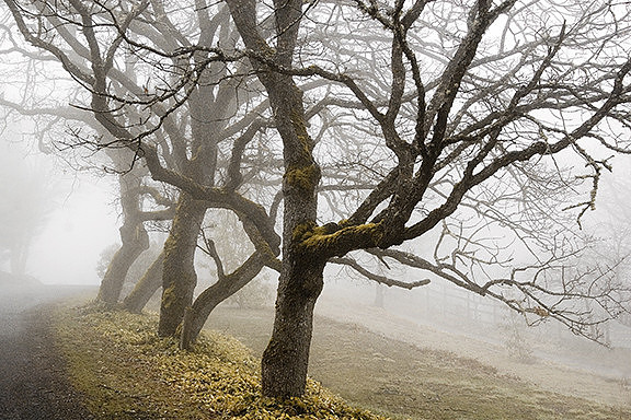Oak Cluster