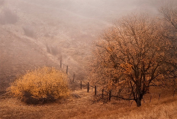 Valley View Fog