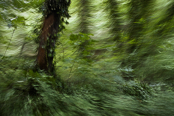 Forest Secrets