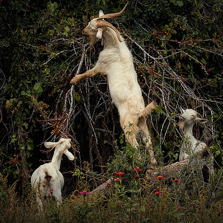 Tres Cabras