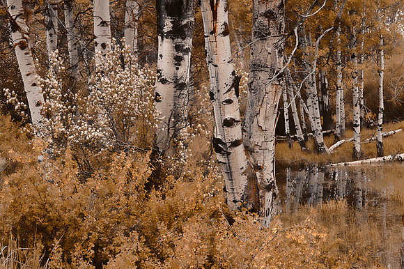 Beatty Birches
