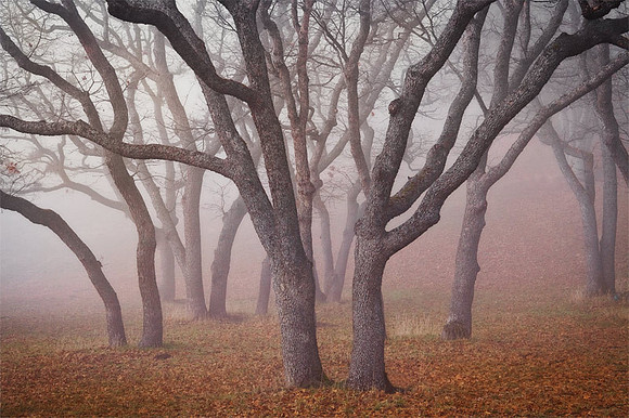 Oak Cluster II