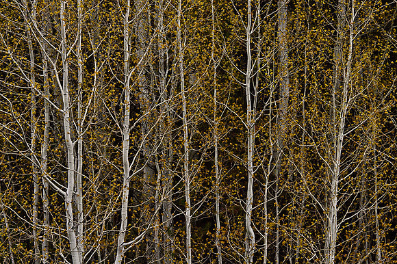 Roadside Aspens