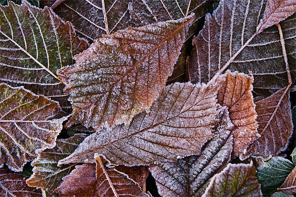 Frosted Leaves