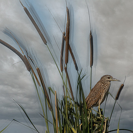 Juvenile Black Crowned Night Heron