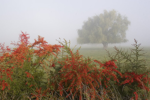 Red Berries and Fog