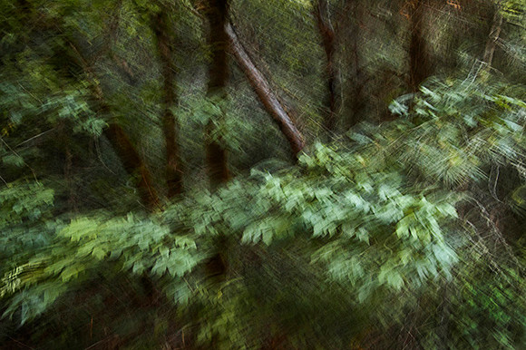 Forest Secrets II