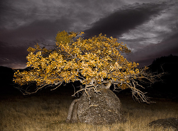 Rock Oak