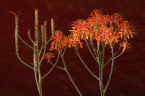 Soap Aloe Plant