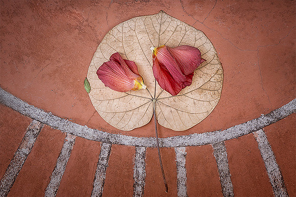 Still Life 25