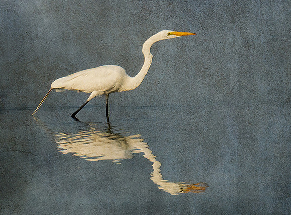 Great Egret