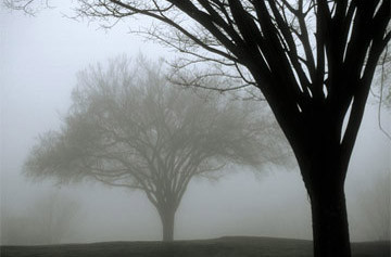 Trees and Fog